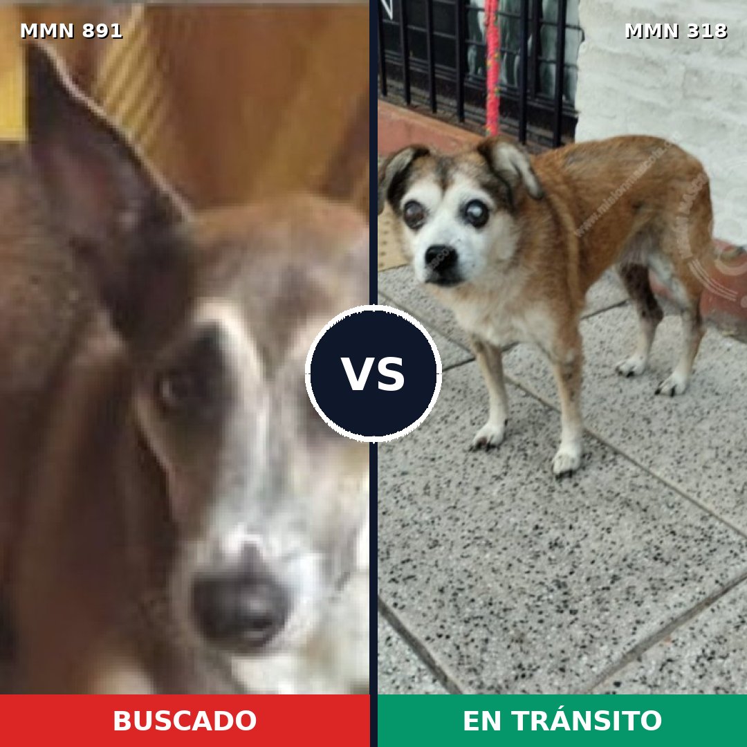 Comparativa MMS 14284: mascota perdida y mascota encontrada, 50% de similitud