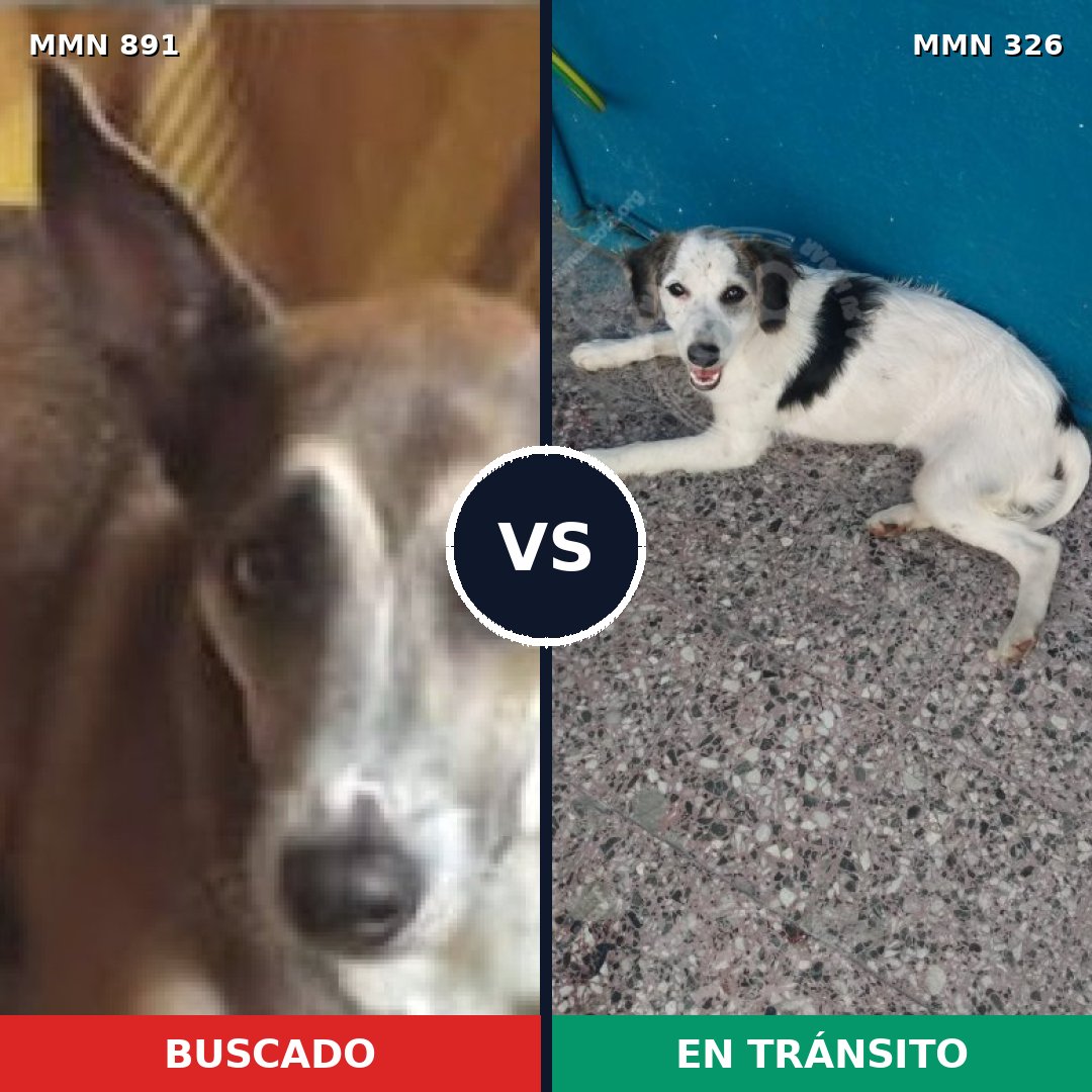 Comparativa MMS 14286: mascota perdida y mascota encontrada, 60% de similitud