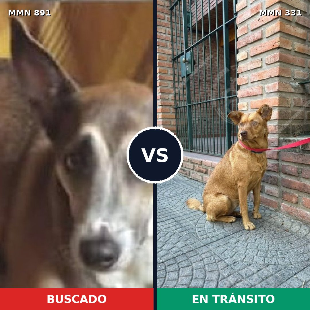 Comparativa MMS 14287: mascota perdida y mascota encontrada, 60% de similitud