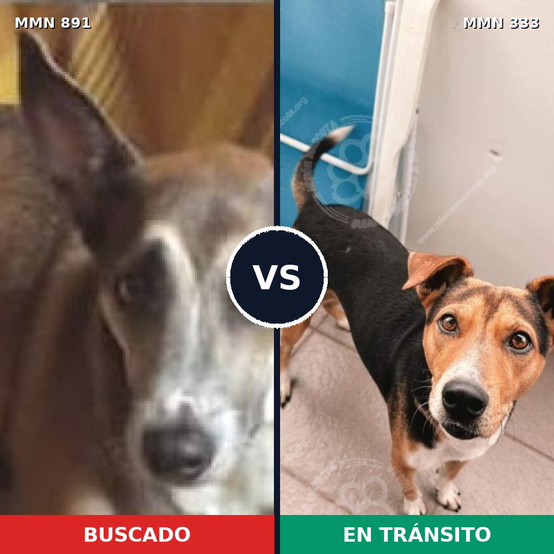 Comparativa MMS 14288: mascota perdida y mascota encontrada, 61% de similitud