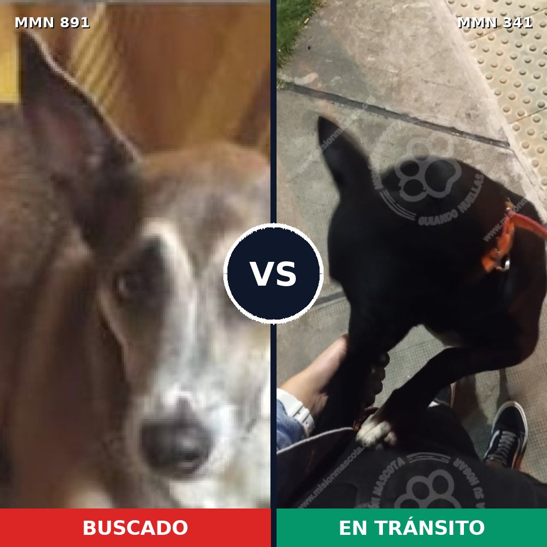Comparativa MMS 14289: mascota perdida y mascota encontrada, 55% de similitud