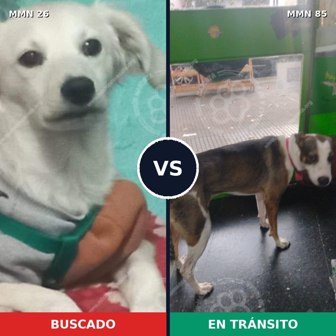Comparativa MMS 1429: mascota perdida y mascota encontrada, 10% de similitud
