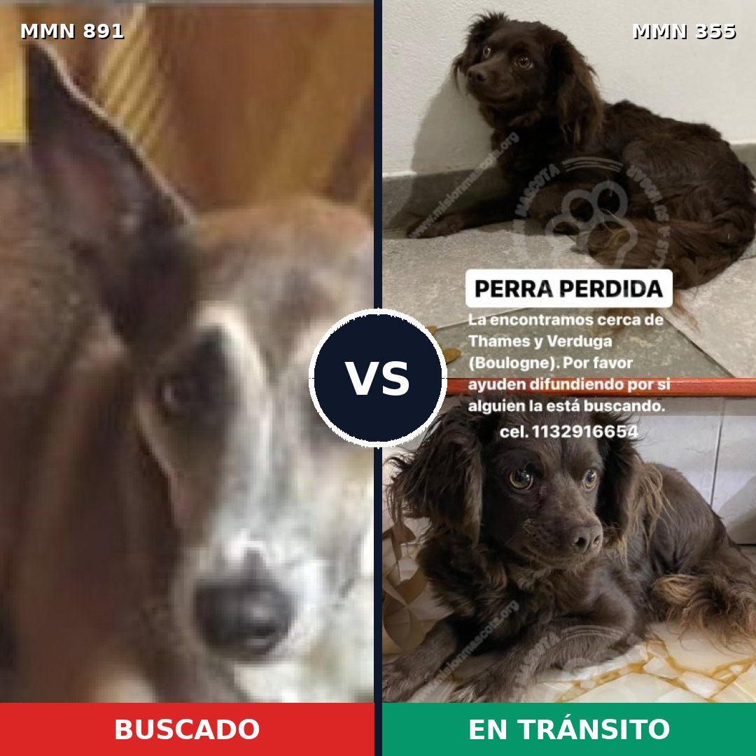 Comparativa MMS 14291: mascota perdida y mascota encontrada, 59% de similitud