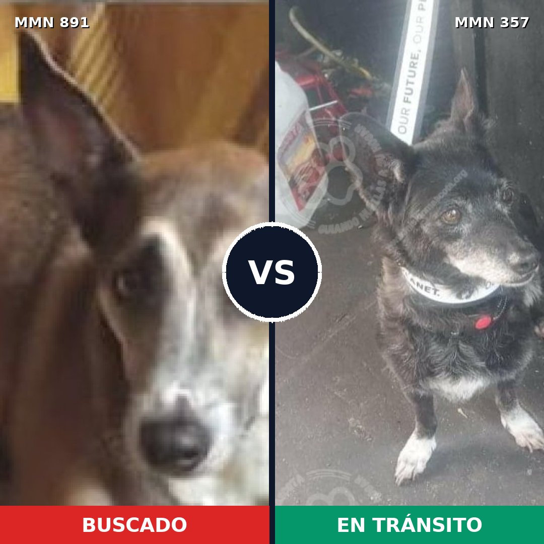Comparativa MMS 14292: mascota perdida y mascota encontrada, 61% de similitud