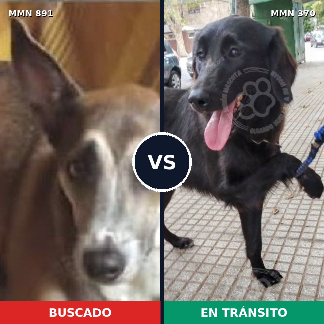 Comparativa MMS 14293: mascota perdida y mascota encontrada, 53% de similitud
