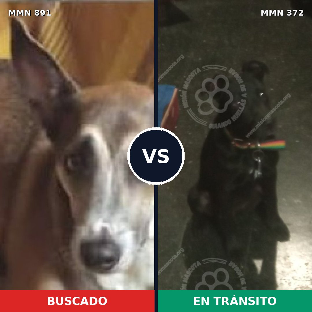 Comparativa MMS 14294: mascota perdida y mascota encontrada, 61% de similitud