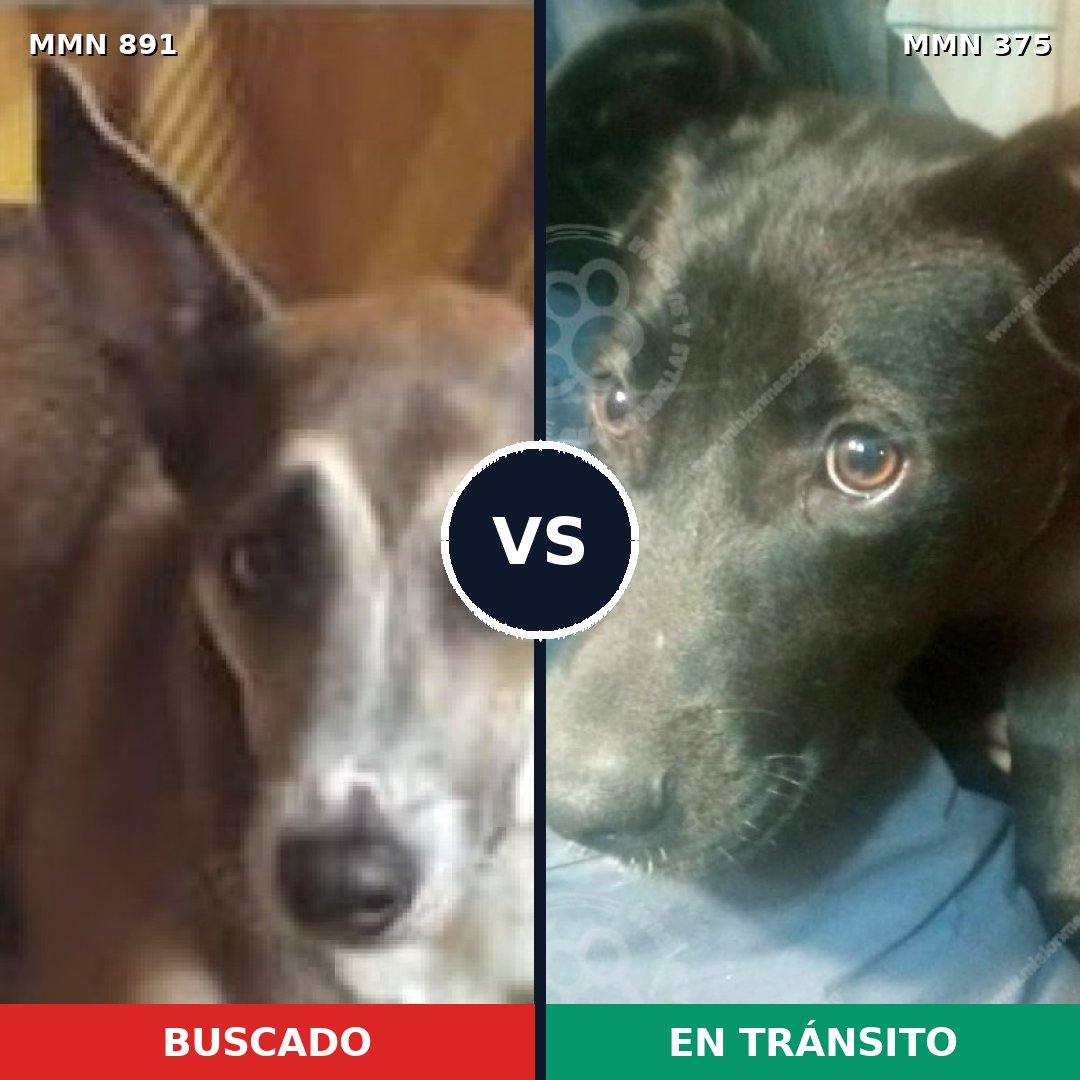 Comparativa MMS 14295: mascota perdida y mascota encontrada, 55% de similitud
