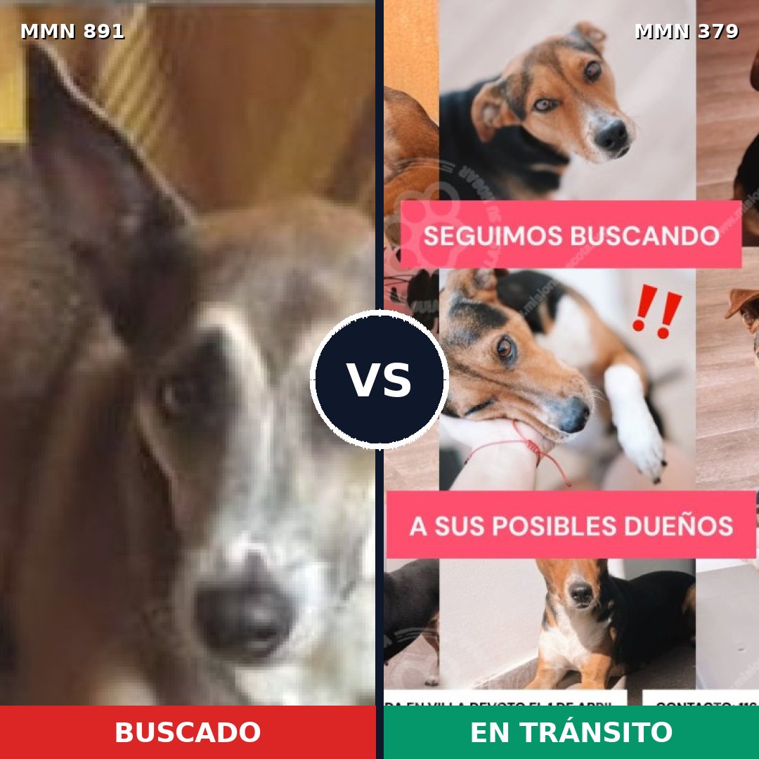 Comparativa MMS 14296: mascota perdida y mascota encontrada, 58% de similitud
