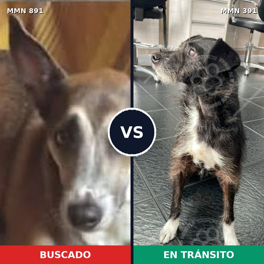 Comparativa MMS 14297: mascota perdida y mascota encontrada, 60% de similitud