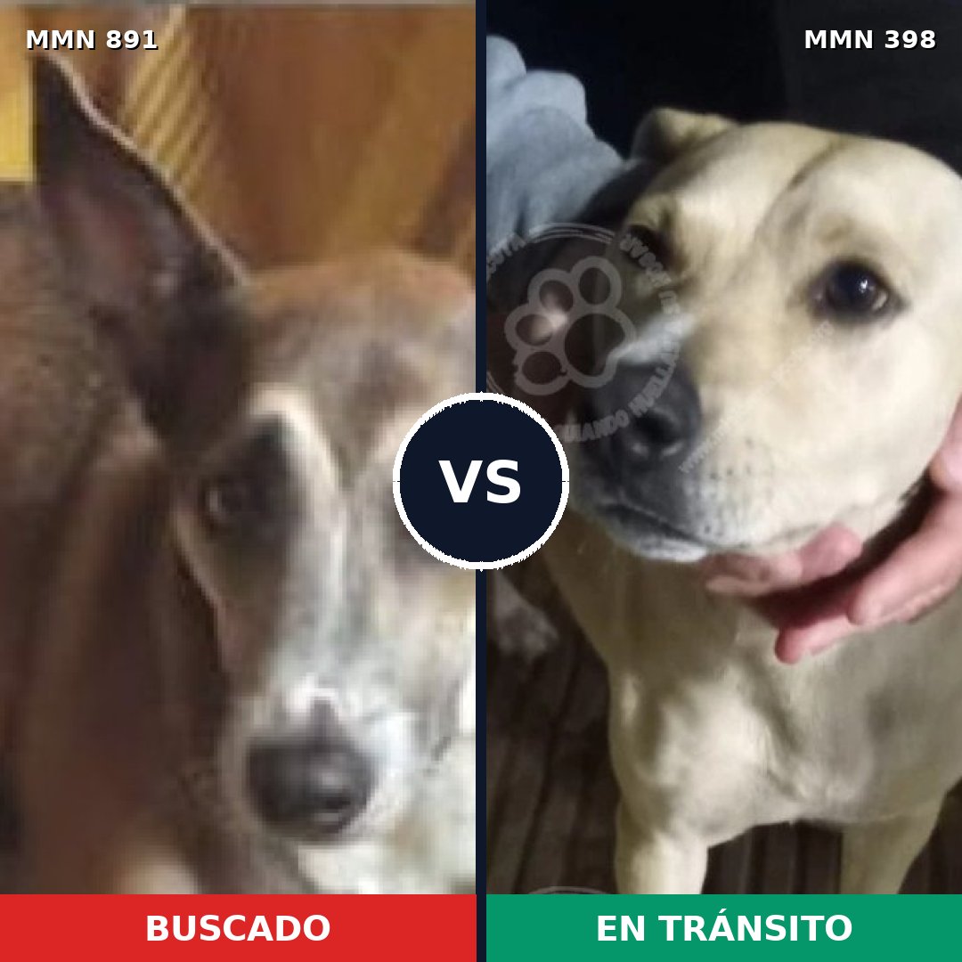 Comparativa MMS 14298: mascota perdida y mascota encontrada, 59% de similitud