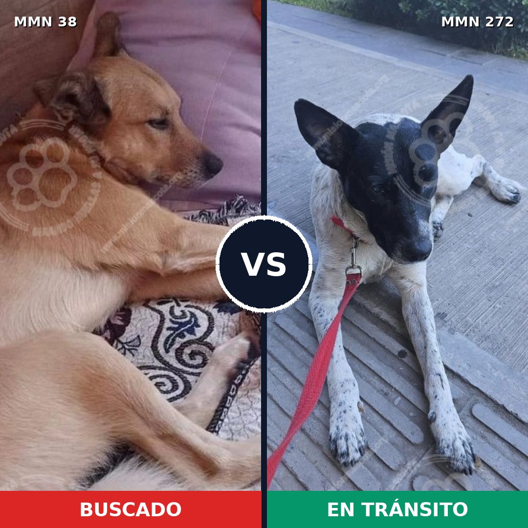 Comparativa MMS 143: mascota perdida y mascota encontrada, 57% de similitud