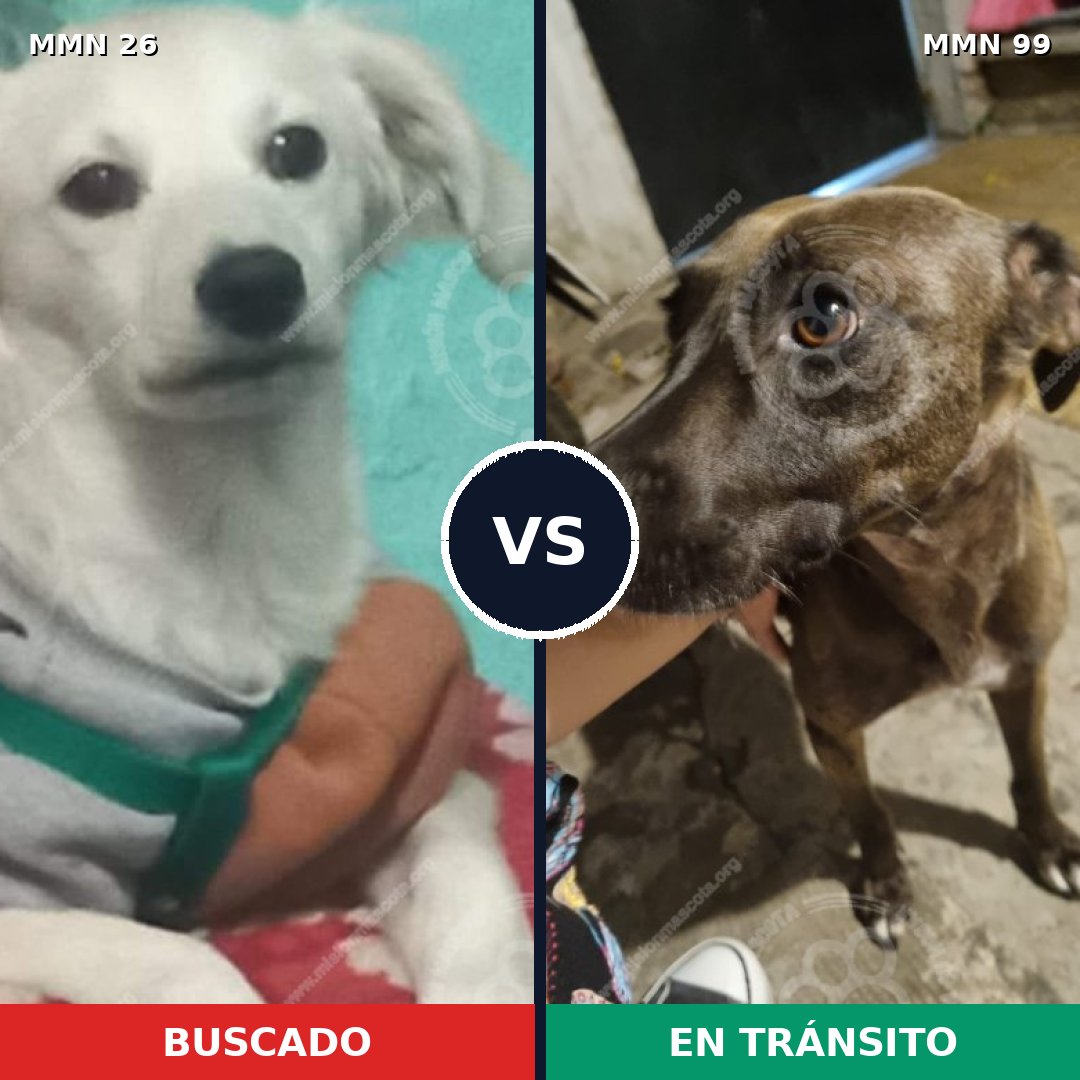 Comparativa MMS 1430: mascota perdida y mascota encontrada, 51% de similitud
