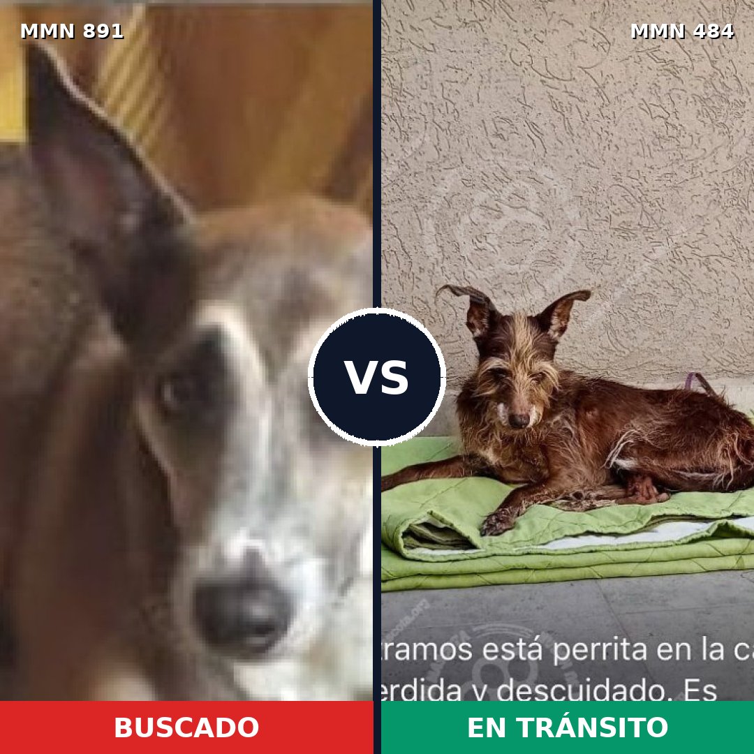 Comparativa MMS 14300: mascota perdida y mascota encontrada, 64% de similitud