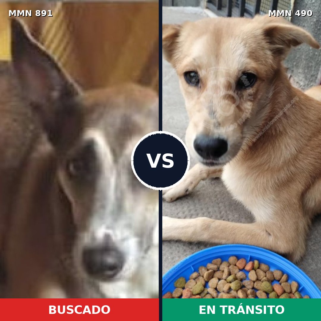 Comparativa MMS 14302: mascota perdida y mascota encontrada, 50% de similitud