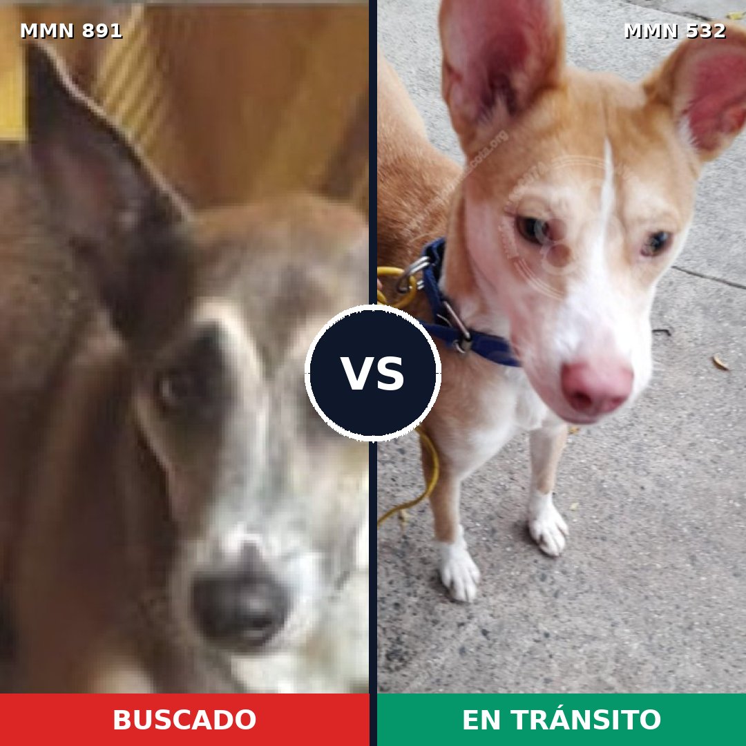 Comparativa MMS 14303: mascota perdida y mascota encontrada, 60% de similitud