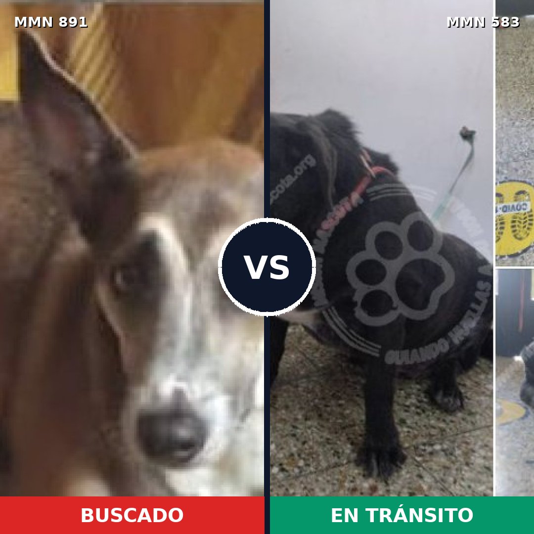 Comparativa MMS 14304: mascota perdida y mascota encontrada, 61% de similitud