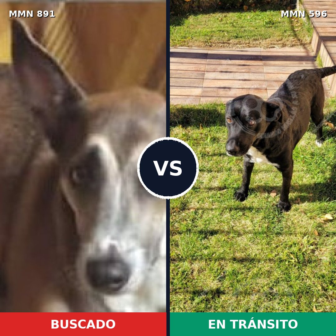 Comparativa MMS 14305: mascota perdida y mascota encontrada, 52% de similitud