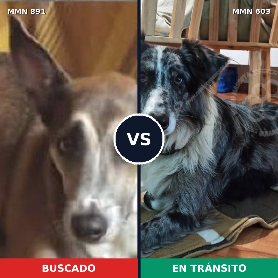 Comparativa MMS 14306: mascota perdida y mascota encontrada, 42% de similitud