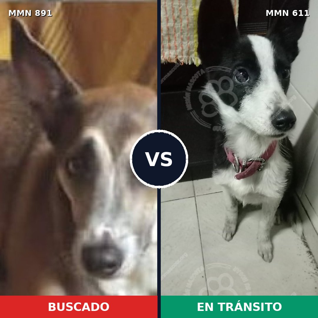 Comparativa MMS 14307: mascota perdida y mascota encontrada, 60% de similitud