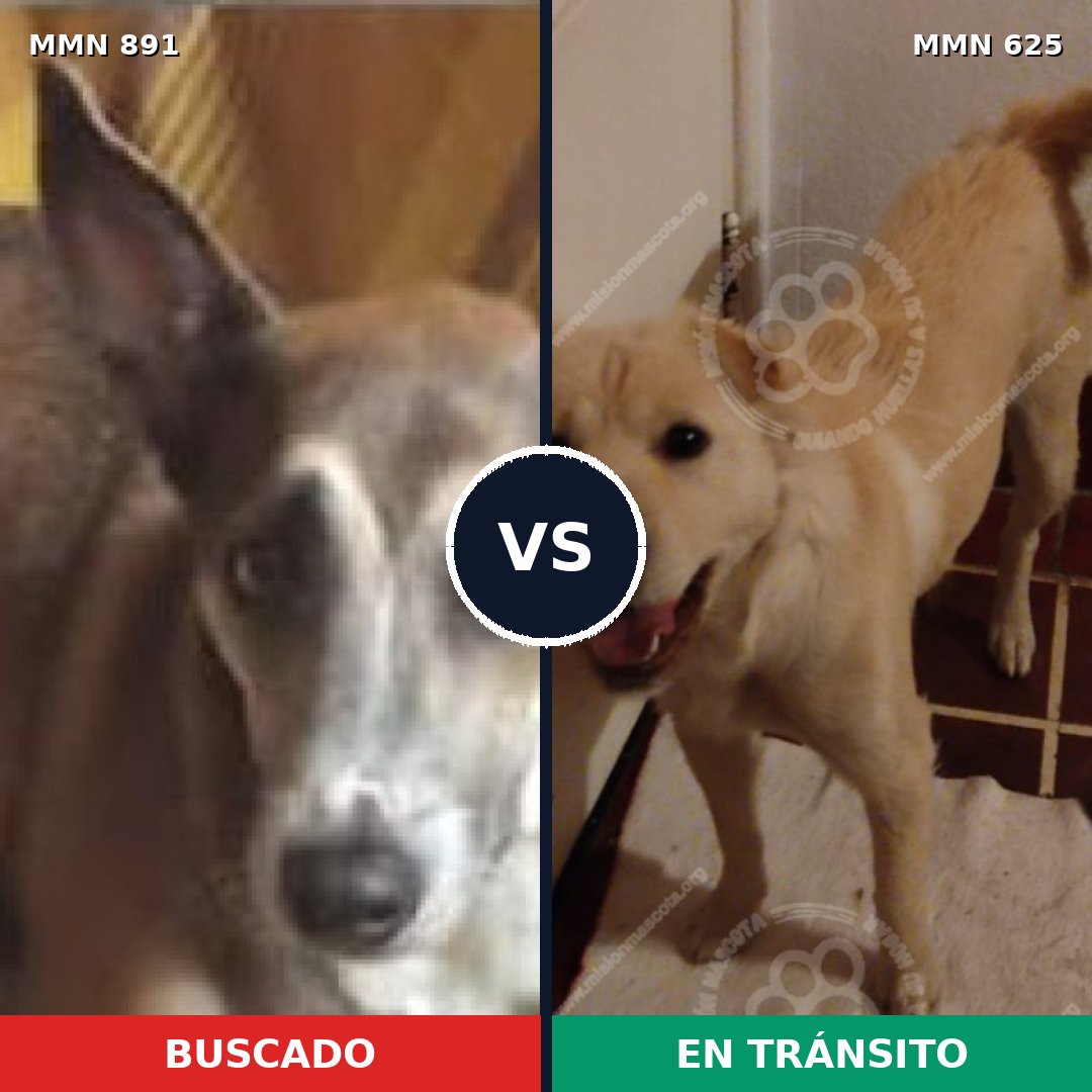 Comparativa MMS 14308: mascota perdida y mascota encontrada, 62% de similitud