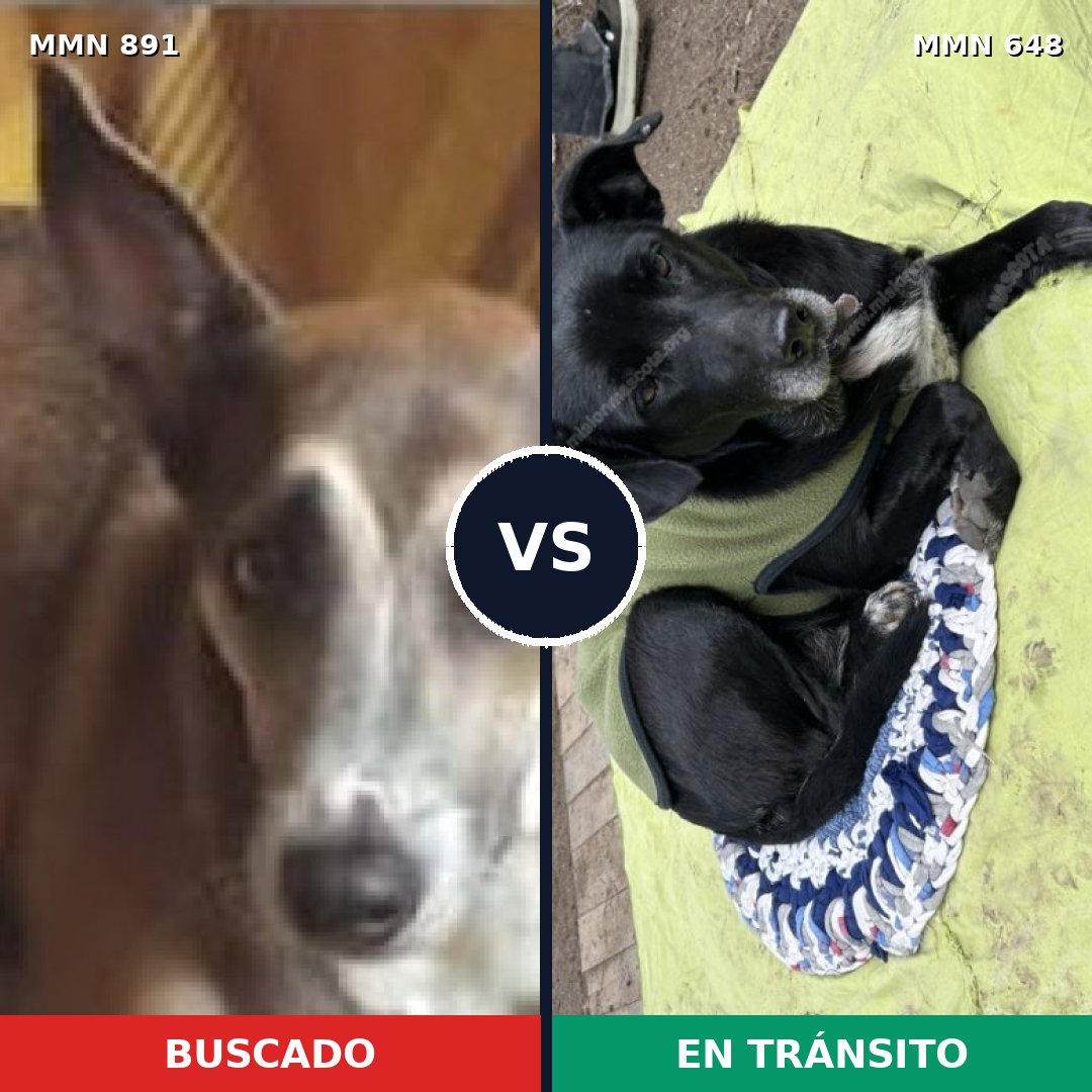 Comparativa MMS 14309: mascota perdida y mascota encontrada, 36% de similitud