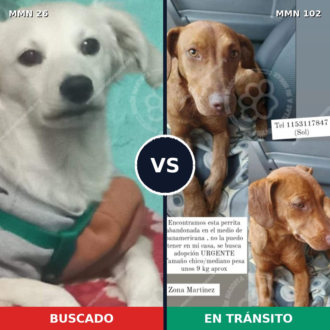 Comparativa MMS 1431: mascota perdida y mascota encontrada, 4% de similitud