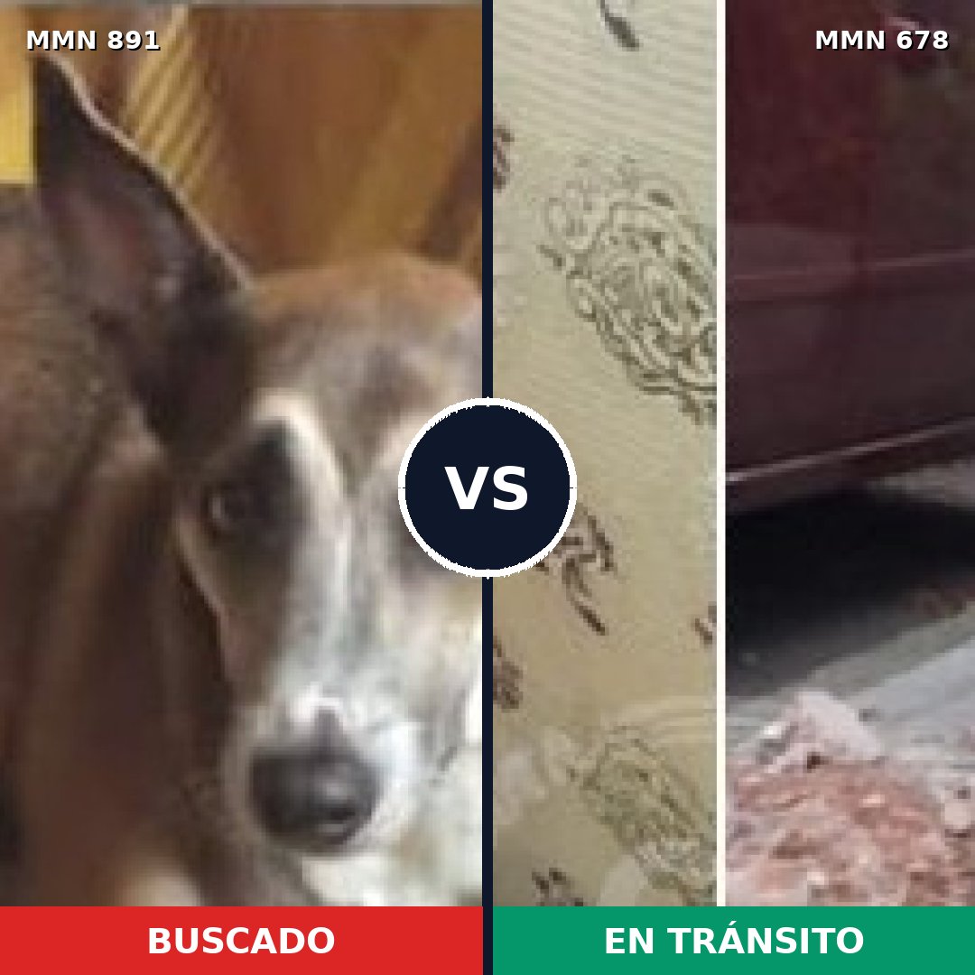 Comparativa MMS 14310: mascota perdida y mascota encontrada, 56% de similitud