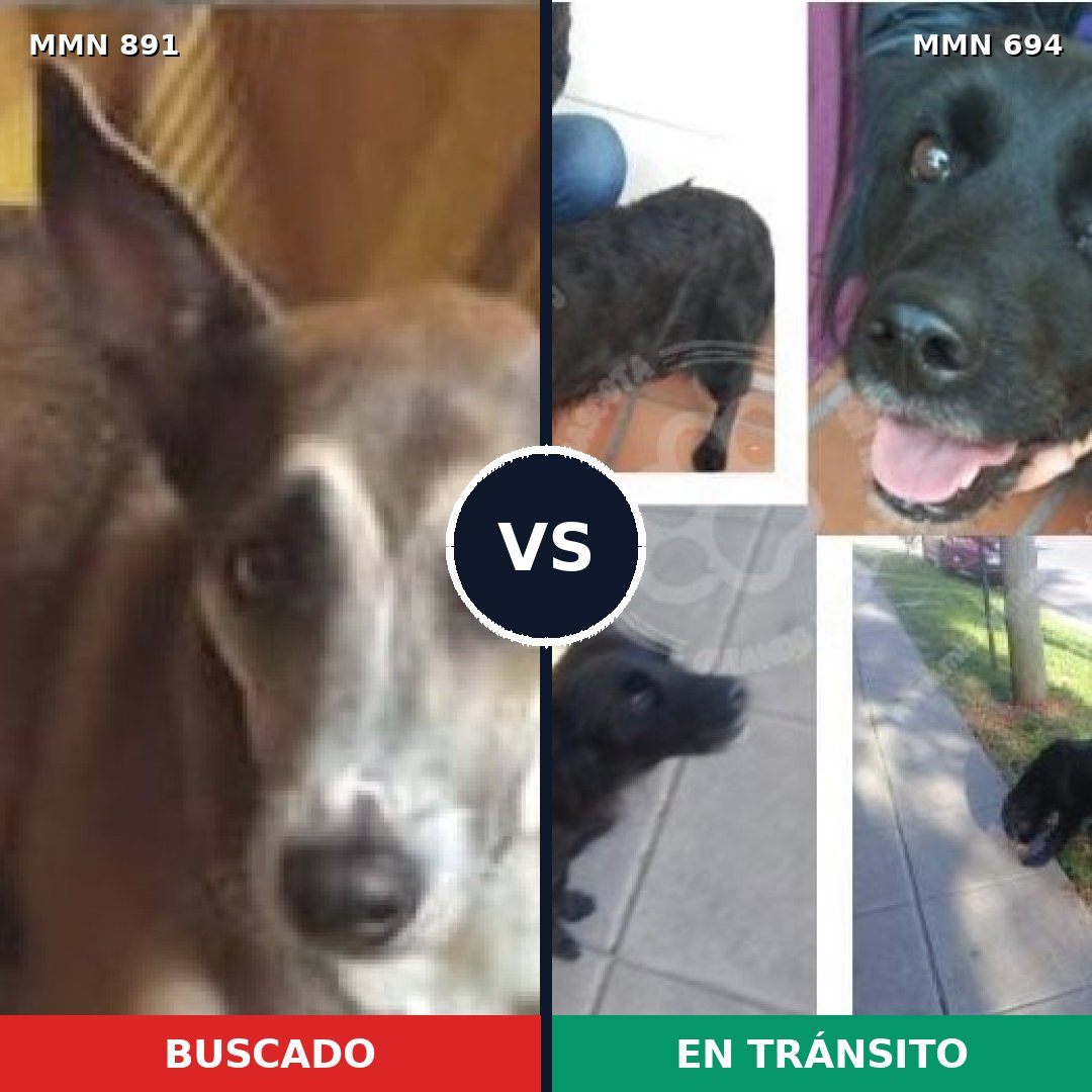 Comparativa MMS 14311: mascota perdida y mascota encontrada, 53% de similitud