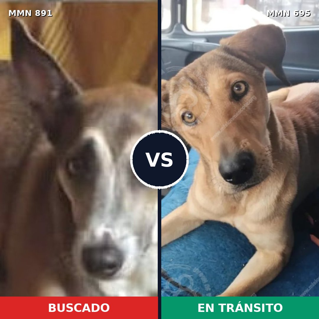 Comparativa MMS 14312: mascota perdida y mascota encontrada, 60% de similitud