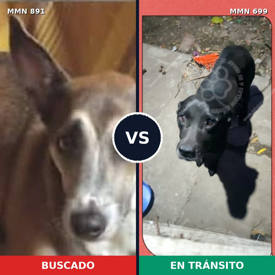 Comparativa MMS 14313: mascota perdida y mascota encontrada, 42% de similitud