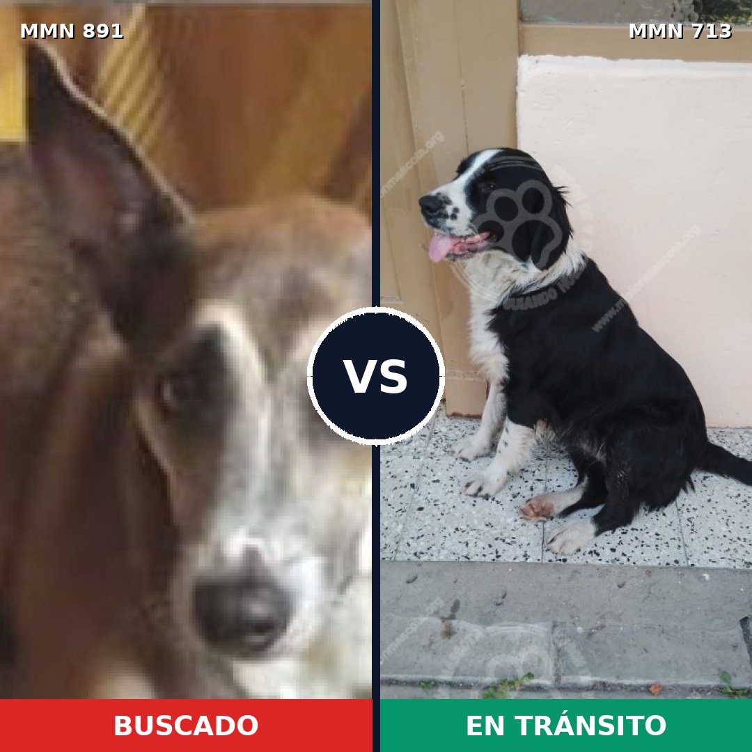 Comparativa MMS 14314: mascota perdida y mascota encontrada, 60% de similitud