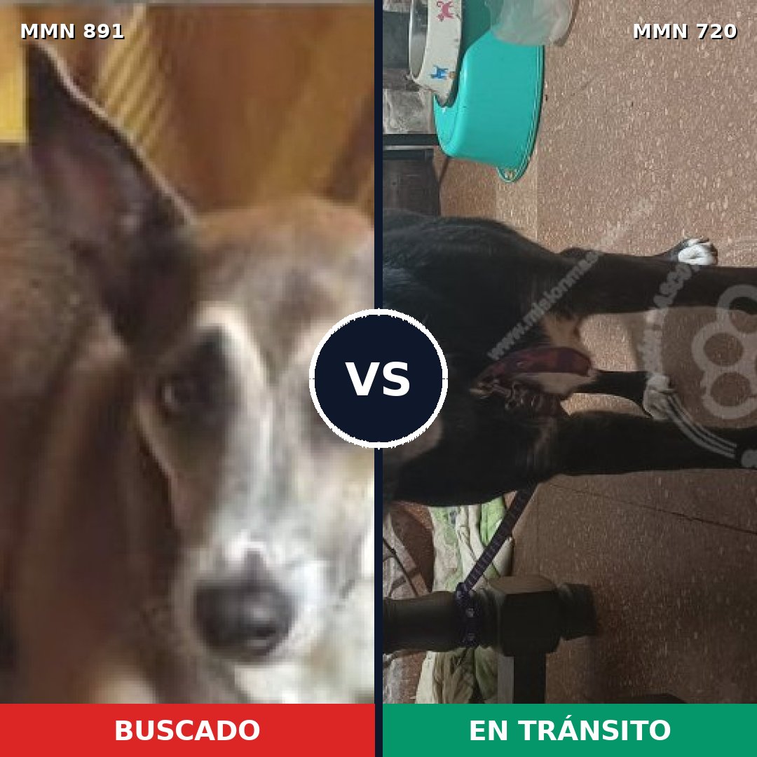 Comparativa MMS 14315: mascota perdida y mascota encontrada, 63% de similitud