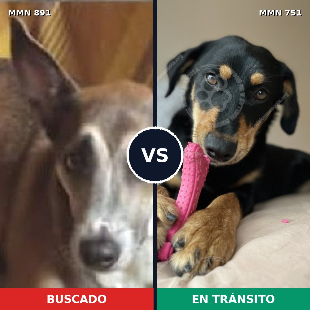 Comparativa MMS 14316: mascota perdida y mascota encontrada, 33% de similitud