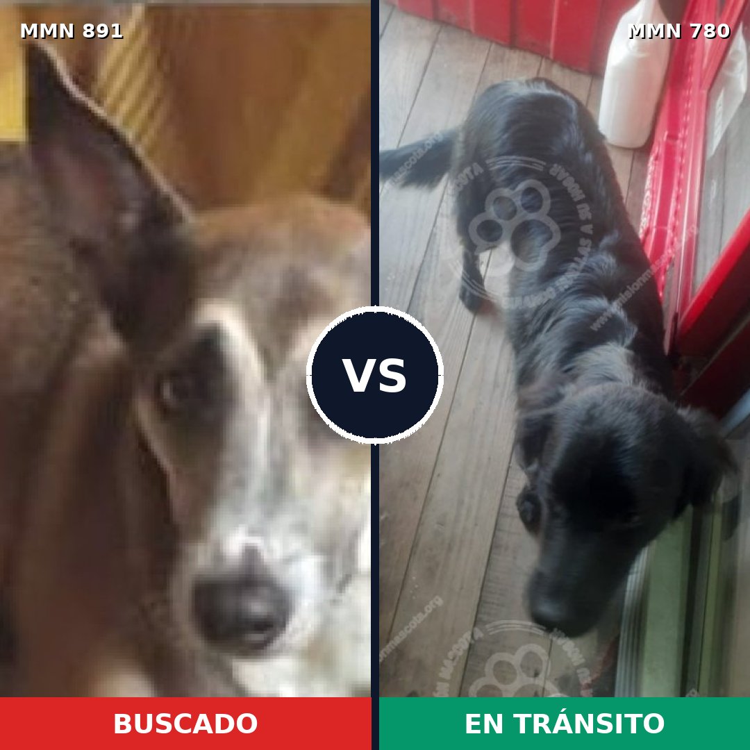 Comparativa MMS 14317: mascota perdida y mascota encontrada, 50% de similitud