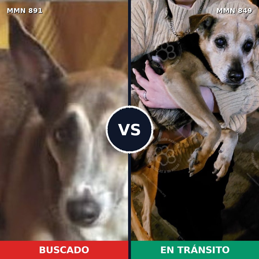 Comparativa MMS 14318: mascota perdida y mascota encontrada, 42% de similitud