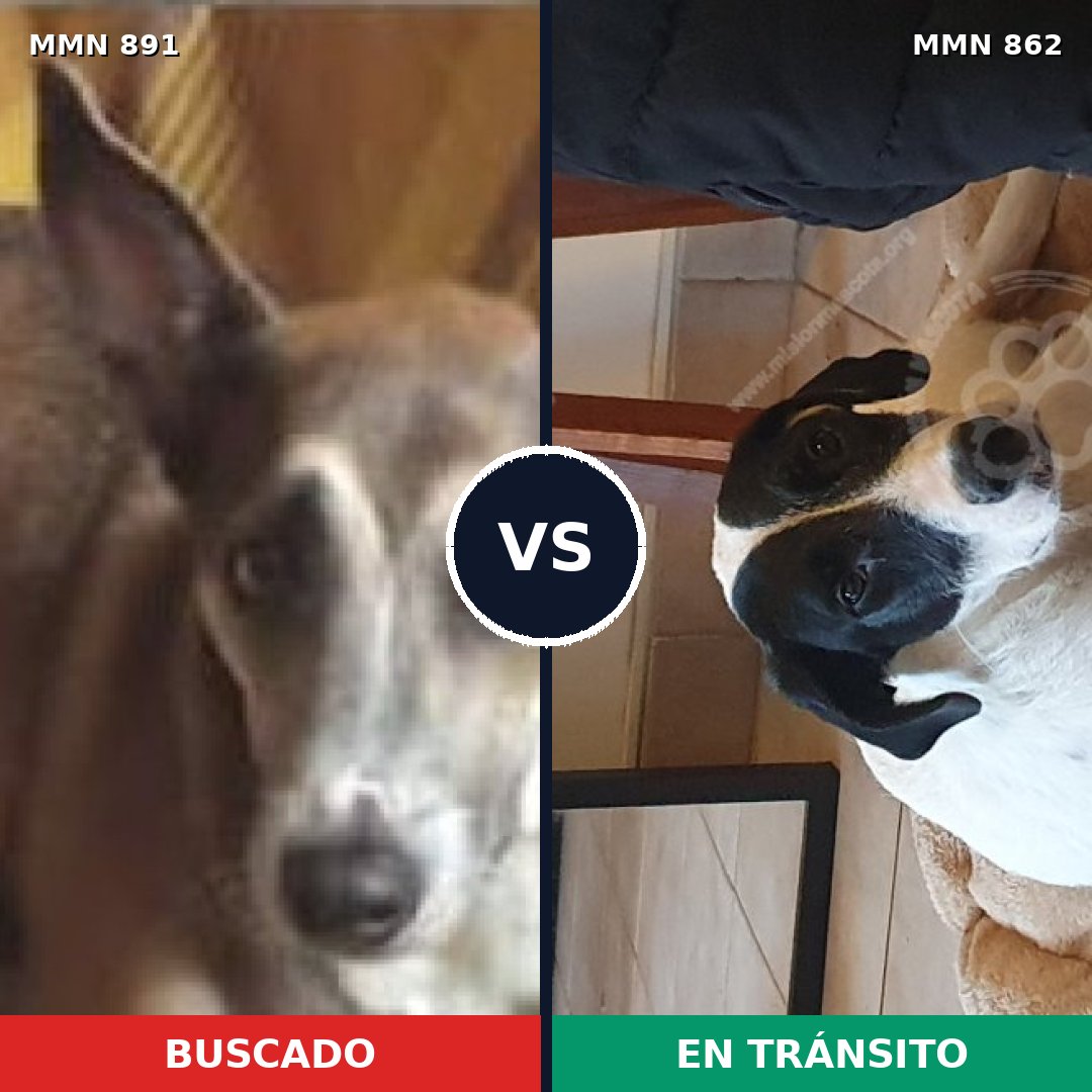 Comparativa MMS 14319: mascota perdida y mascota encontrada, 52% de similitud