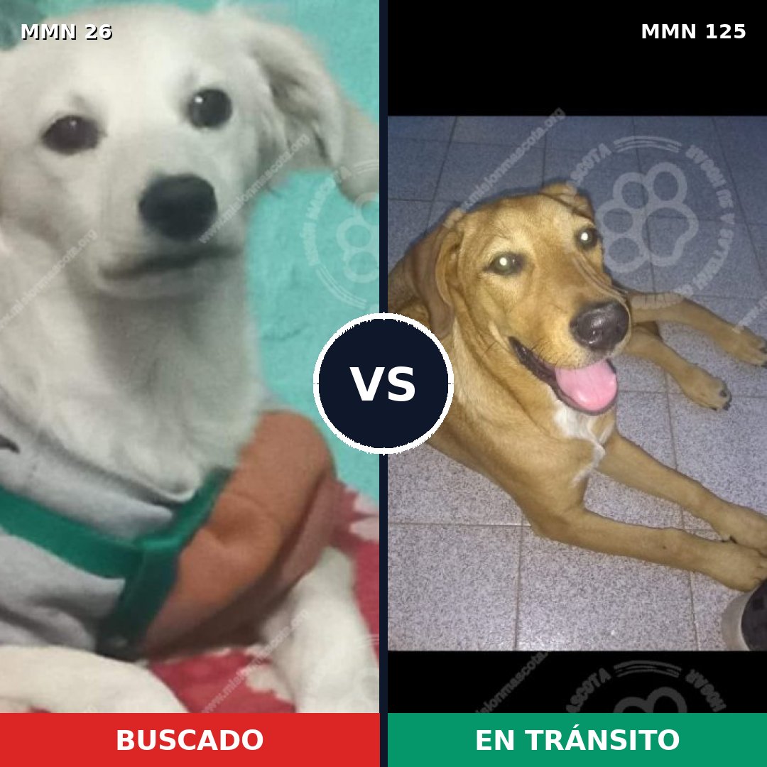 Comparativa MMS 1432: mascota perdida y mascota encontrada, 21% de similitud