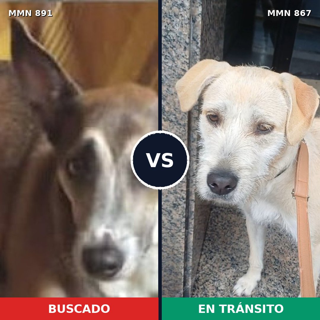 Comparativa MMS 14320: mascota perdida y mascota encontrada, 38% de similitud