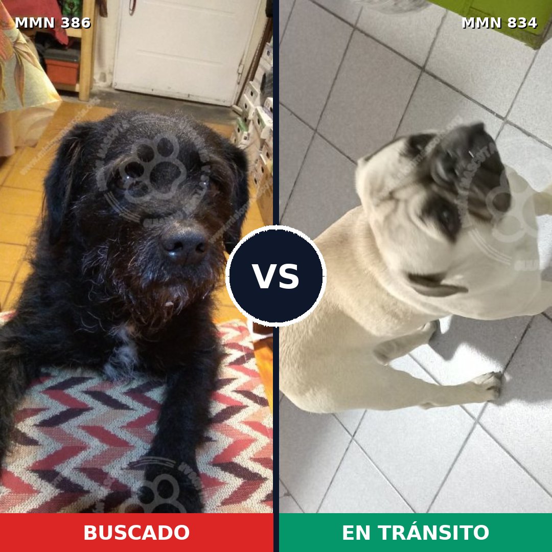 Comparativa MMS 14321: mascota perdida y mascota encontrada, 30% de similitud