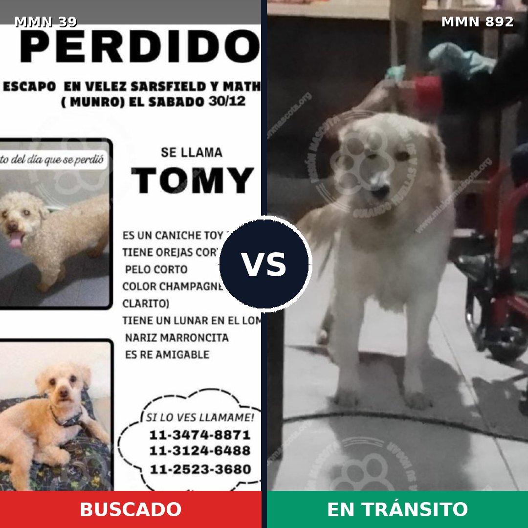 Comparativa MMS 14323: mascota perdida y mascota encontrada, 32% de similitud