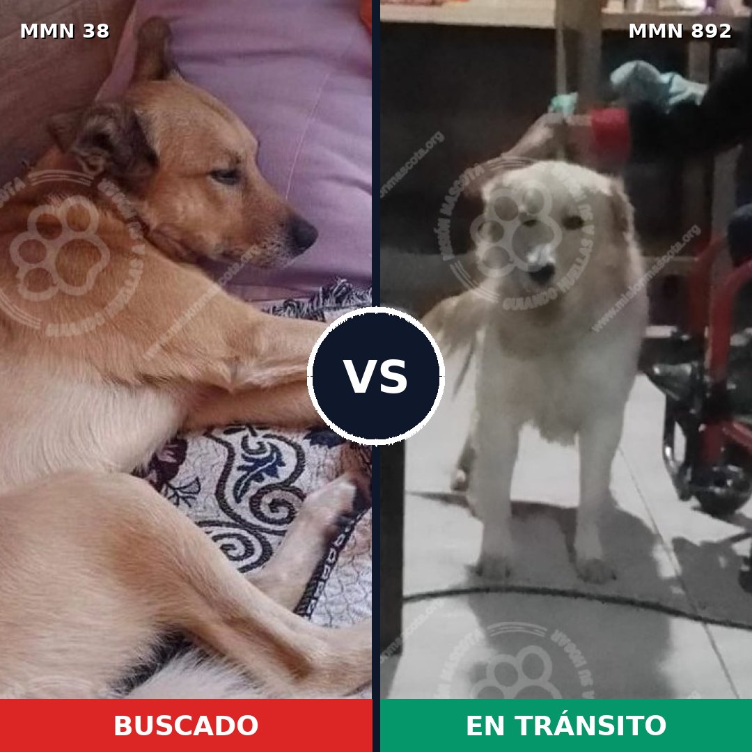 Comparativa MMS 14324: mascota perdida y mascota encontrada, 55% de similitud