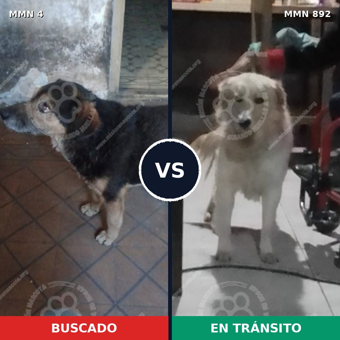 Comparativa MMS 14325: mascota perdida y mascota encontrada, 53% de similitud