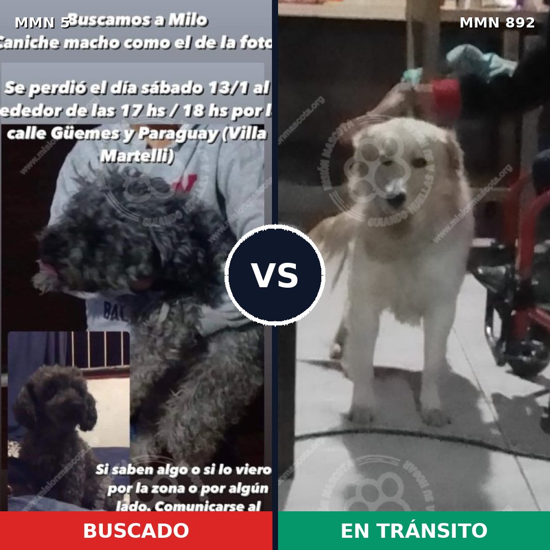 Comparativa MMS 14326: mascota perdida y mascota encontrada, 21% de similitud