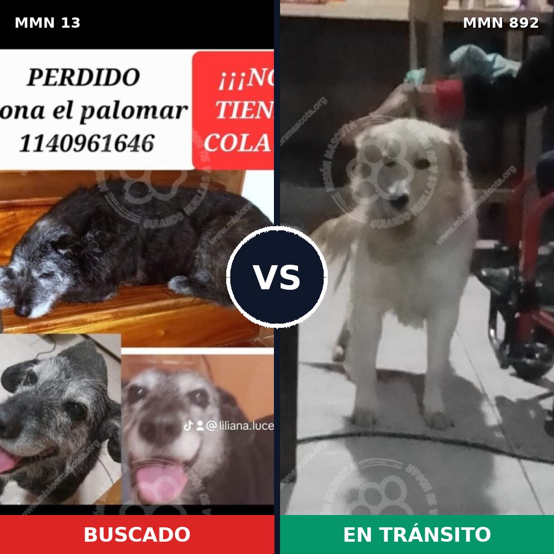 Comparativa MMS 14329: mascota perdida y mascota encontrada, 53% de similitud