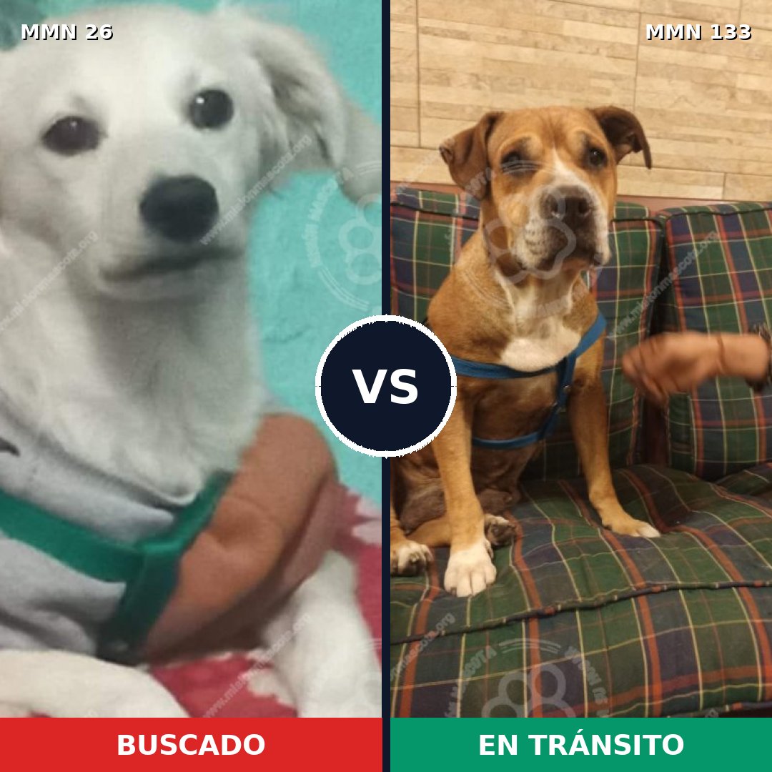 Comparativa MMS 1433: mascota perdida y mascota encontrada, 26% de similitud