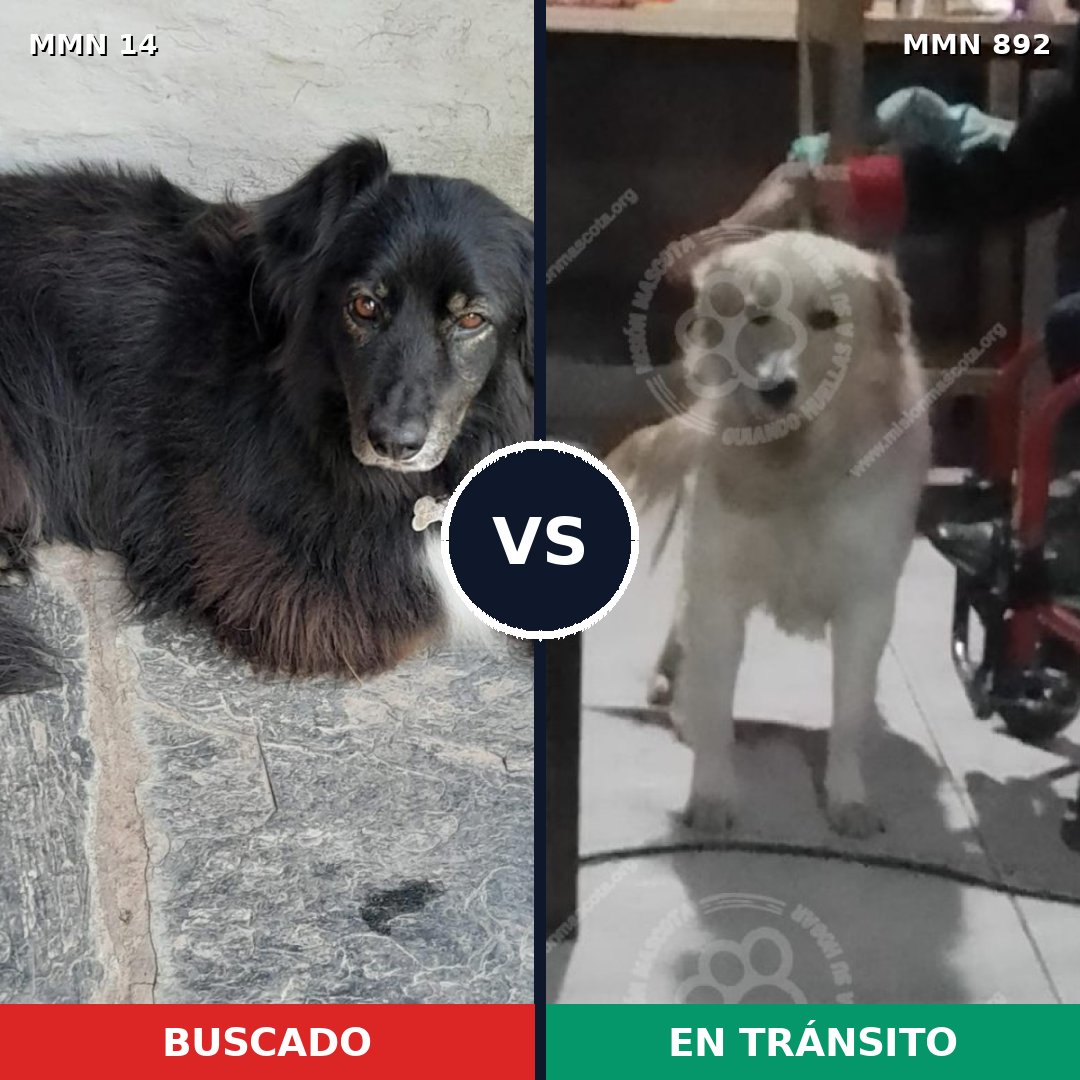 Comparativa MMS 14330: mascota perdida y mascota encontrada, 75% de similitud
