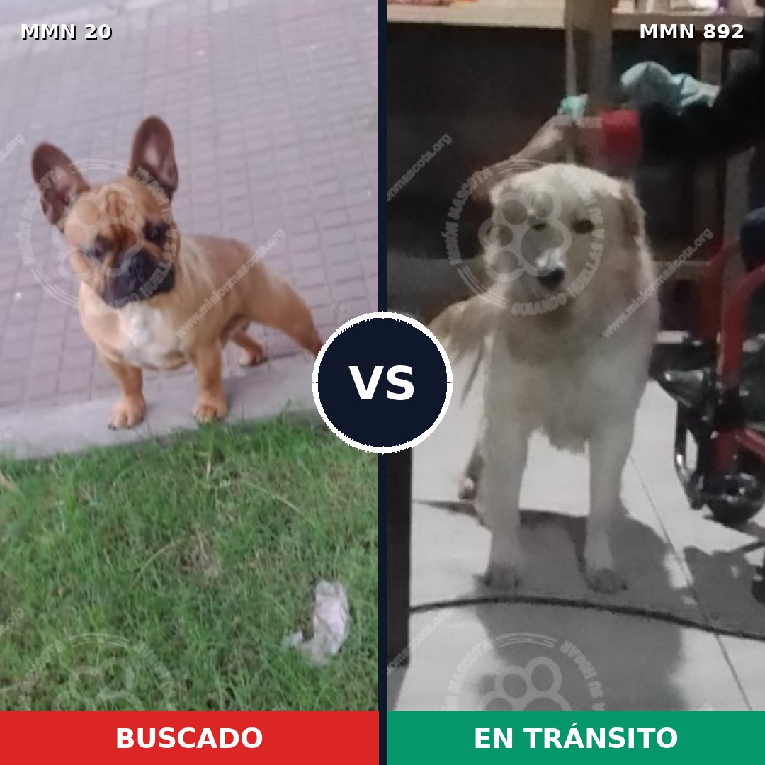 Comparativa MMS 14332: mascota perdida y mascota encontrada, 21% de similitud