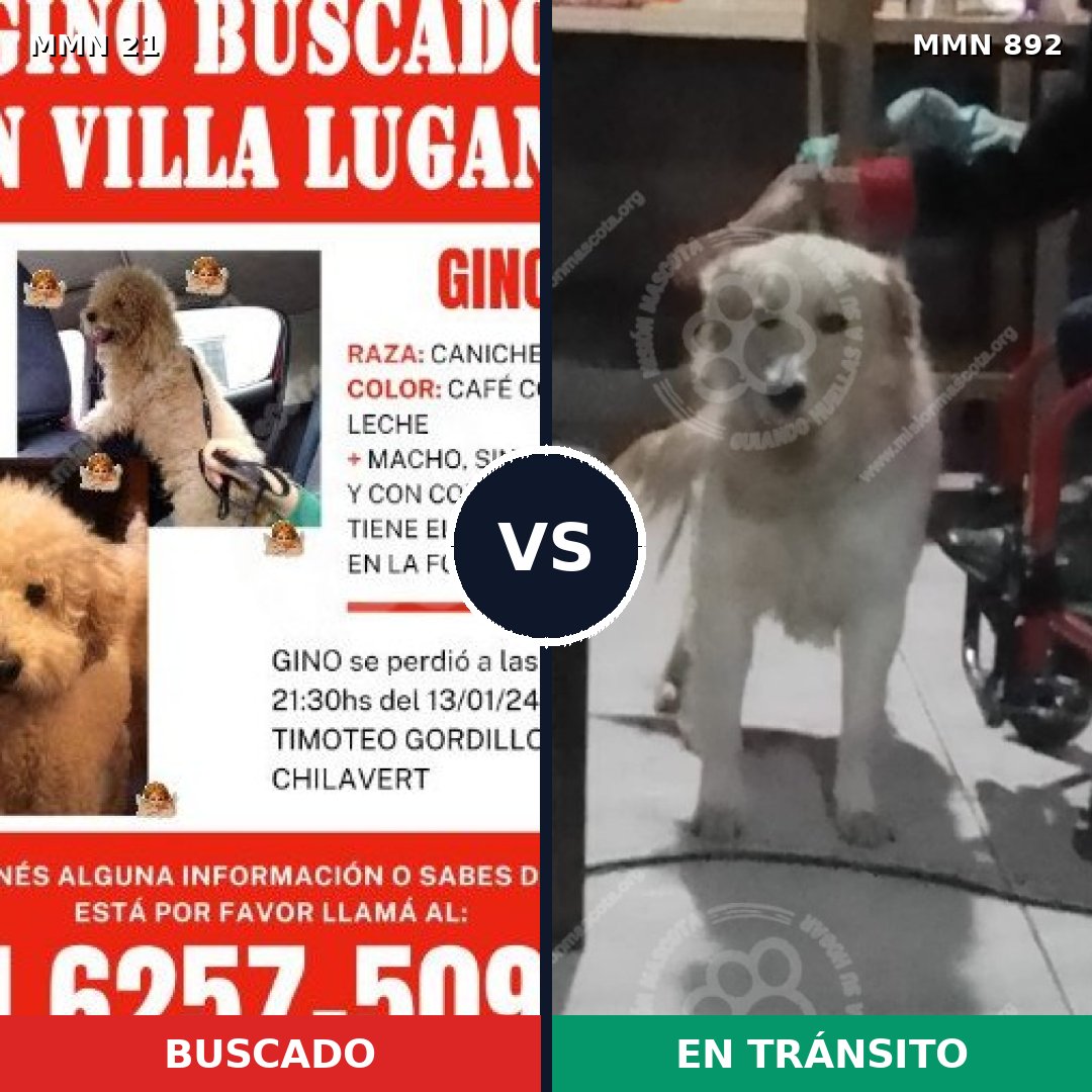 Comparativa MMS 14333: mascota perdida y mascota encontrada, 29% de similitud