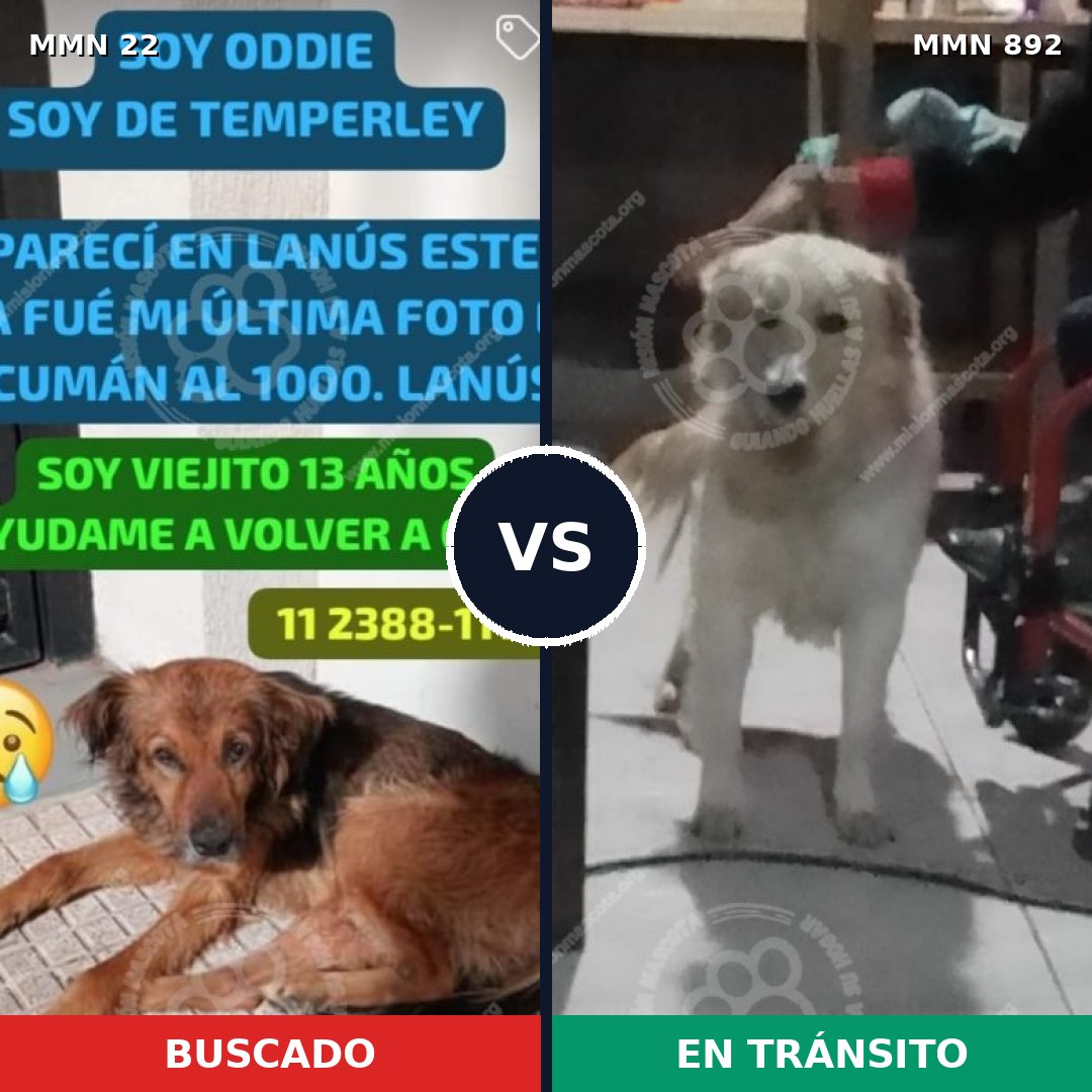 Comparativa MMS 14334: mascota perdida y mascota encontrada, 50% de similitud