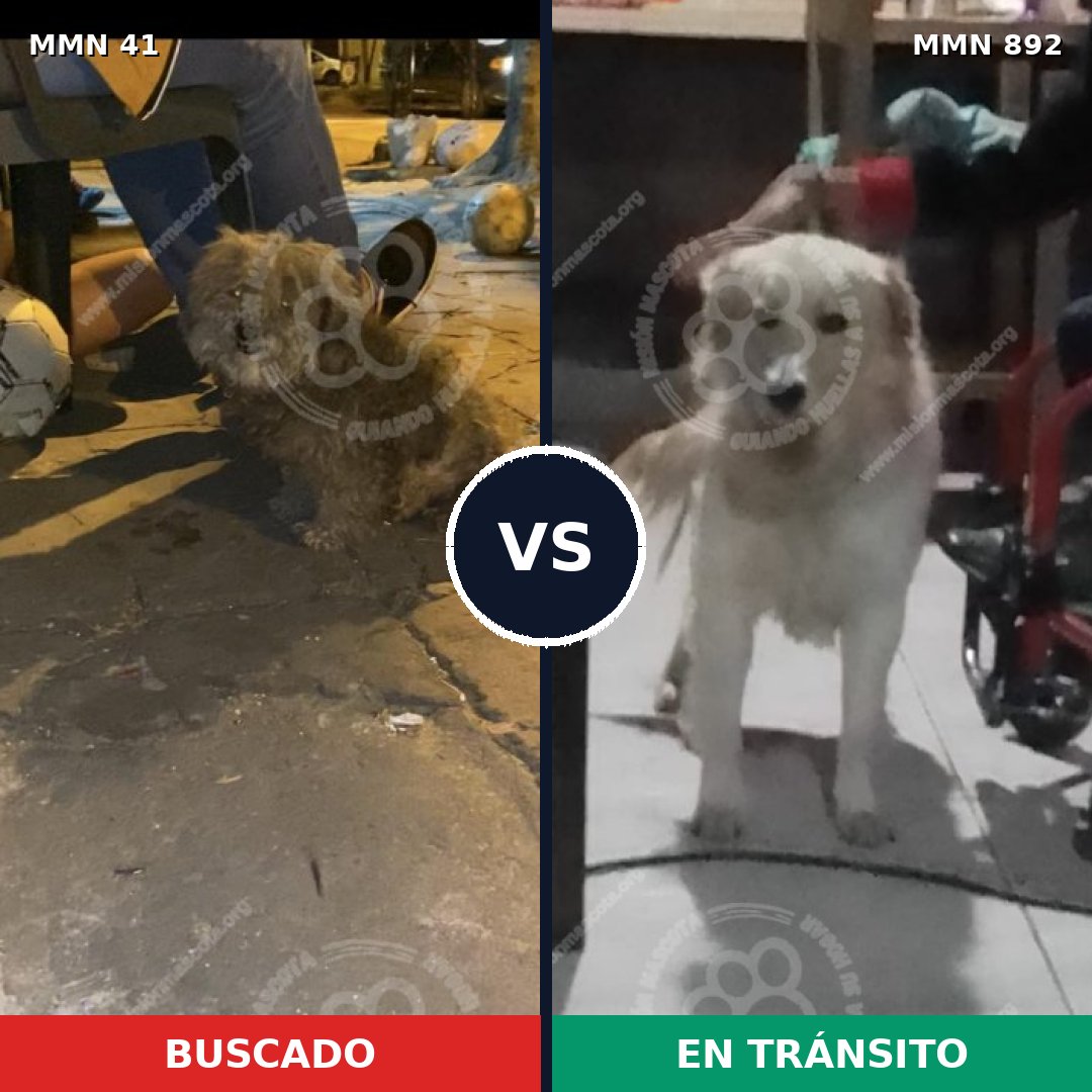 Comparativa MMS 14337: mascota perdida y mascota encontrada, 43% de similitud